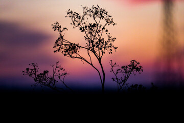 Plants in the sunset