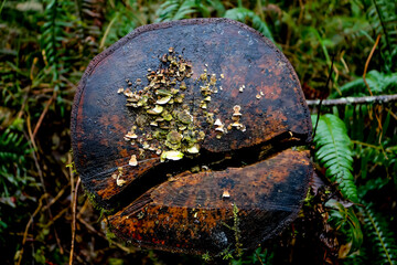 Moss on tree stump
