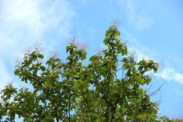 Green leaf and branch on the tree in the garden.A branch in a park.Refreshing and beautiful nature with blue sky background.
