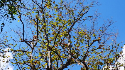 Green leaf and branch on the tree in the garden.A branch in a park.Refreshing and beautiful nature with blue sky background.