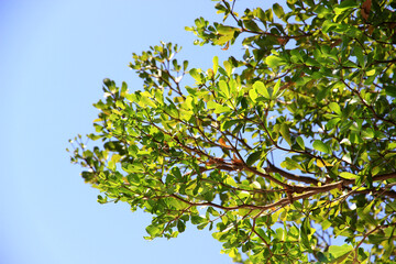 Fototapeta premium Green leaf and branch on the tree in the garden.A branch in a park.Refreshing and beautiful nature with blue sky background.