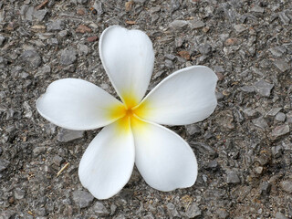 white flowers in the garden beautiful and natural with green bokeh background.