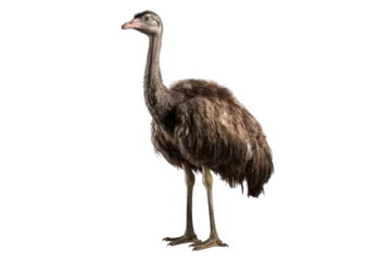 Foto op Plexiglas Ostrich isolated on transparent background. Concept of Bird. © The Imaginary Stock