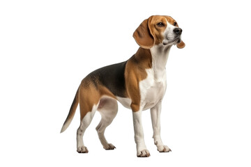 Beagle dog isolated on transparent background. Concept of pet.