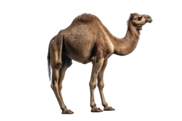 Türaufkleber Camel isolated on transparent background. Concept of animals. © The Imaginary Stock