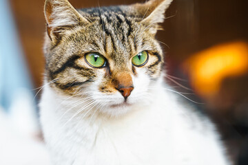 Homeless animals seek shelter. Surviving cat wander street of village,old town. Stray, abandoned creatures. Sad, lonely,helpless pets cats need rescue care. Desperate hope for home finding