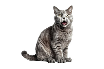 Cat Shocking and surprised face expression isolated on a transparent background. Concept of animals.