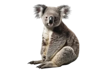 Zelfklevend Fotobehang koala isolated on transparent background. Concept of animals. © The Imaginary Stock