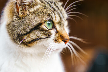 Homeless animals seek shelter. Surviving cat wander street of village,old town. Stray, abandoned creatures. Sad, lonely,helpless pets cats need rescue care. Desperate hope for home finding