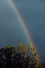 Double Rainbow Over Majestic Tree