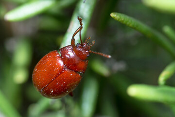 Leaf Beetle on Rosemary plant, Chrysolina Blanchei