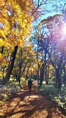 a path through a forest, a woodland path, forest, lane, trail