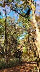 a path through a forest, a woodland path, forest, lane, trail