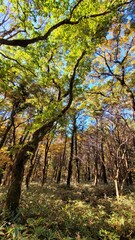 a path through a forest, a woodland path, forest, lane, trail