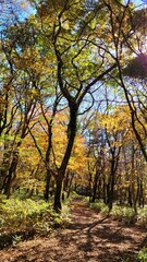 a path through a forest, a woodland path, forest, lane, trail