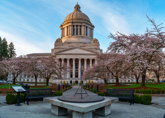 Cherry Blossoms Capitol Building Olympia Washington