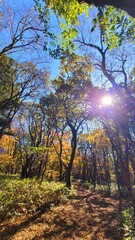 Naklejka premium a path through a forest, a woodland path, forest, lane, trail