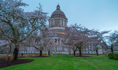 Cherry Blossoms Washington State Capitol