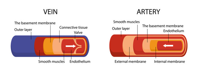 Artery and vein structure vector concept
