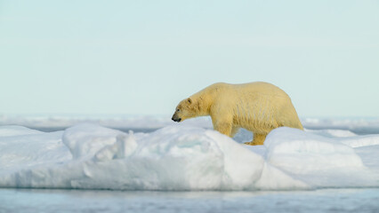 Polar bear (Ursus maritimus) on ice, Svalbard, Norway