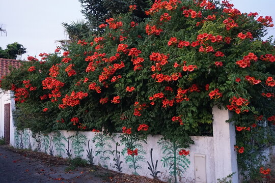 huge red trumpet creeper hedge with a painted stone wall by a house on the West coast of France