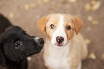 Two curious puppies gaze up, one black and one brown, against a blurred background. dog's innocent...