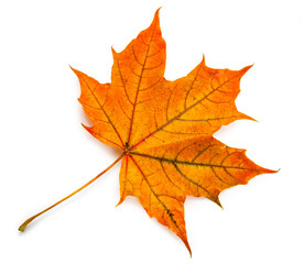 autumn maple leaf isolated on white background. - 675491123