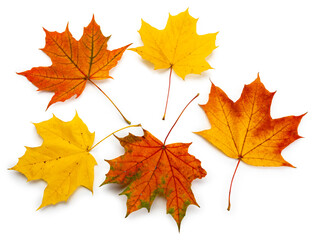 Collection of maple leaves isolated on white background. Autumn, fall, nature, foliage, plant, yellow, red, orange, brown