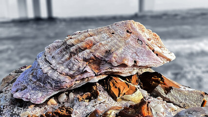 Sea Shells, Ocean Shells