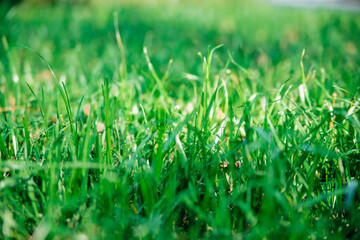 Green grass, close-up. Natural background. The texture of green, juicy grass in the rays of the bright sun.
