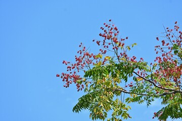 Flamegold rain tree ( Koelreuteria henryi ) fruits and seeds. Sapindaceae deciduous tropical tree.The fruit is a capsule that turns reddish-brown in autumn and contains seeds. Taiwan endemic species.