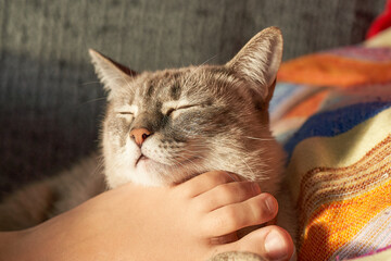 Cute kitten sleeps on a little girl's feet peacefully on a pride blanket