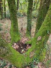 Esprit de la forêt
