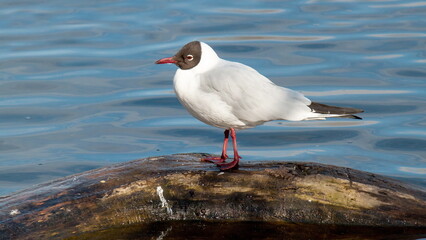 seagull on the beach