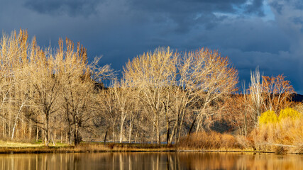 Sunlit Trees Along Pond Before Storm