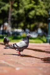 Vertical selective focus shot of a gray pigeon on brown pavement