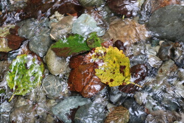 Leaf in water