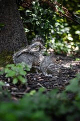 Vertical selective focus shot of a gray squirrel on a forest floor