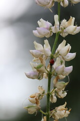 lady bug on lupin