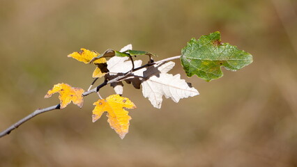 autumn leaves on a tree