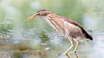 great blue heron