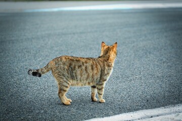 Striped cheerful cat walking on street