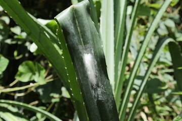 Obraz premium A white thick spider nest built on top of a gap of a thorny long Pandanus leaf