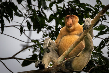 Male Proboscis Monkey in Tree in Borneo JUge