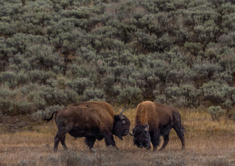 American bison buffalo in Yellowstone park national park image shows two bisons locking horns and fighting for dominance, october 2023 © J.Woolley