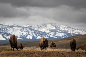 Papier Peint photo Lavable Buffle American bison buffalo in Yellowstone park national park image shows a herd of bison walking over a hill with the a snow covered mountain in the background, October 2023