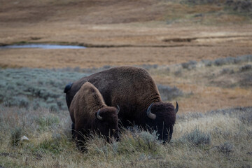 American bison buffalo in Yellowstone park national park image shows a mother and calf bison grazing, October 2023