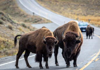 Bison block a road in Yellowstone National Park, Wyoming image shows a two American bison the road blocking traffic, October 2023 © J.Woolley