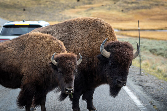 Bison block a road in Yellowstone National Park, Wyoming image shows a two American bison the road blocking traffic, October 2023