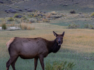 Elk in the open grassland in Yellowstone national park